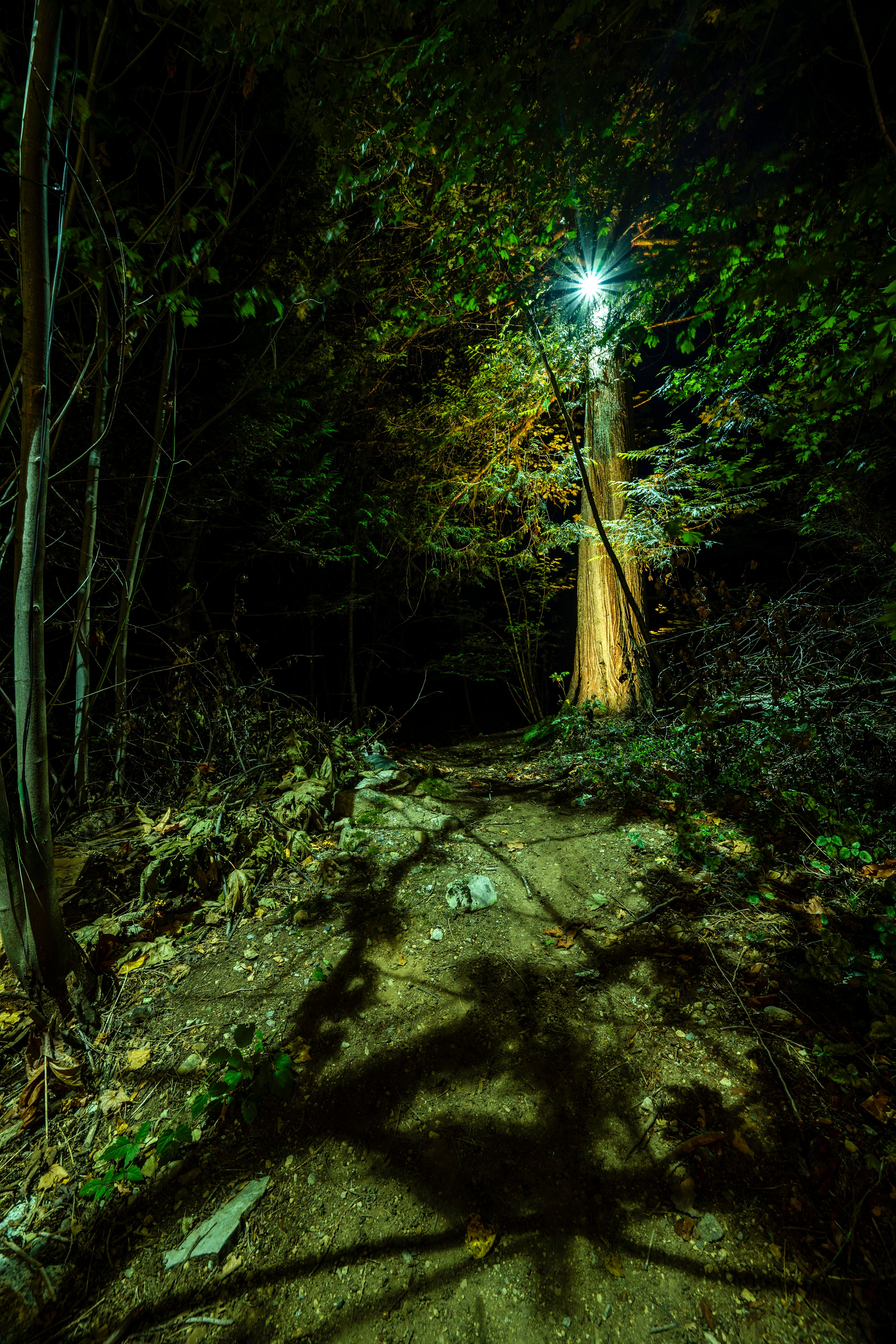 After - Bluebird Project – Landscape Lighting with Balance and Harmony