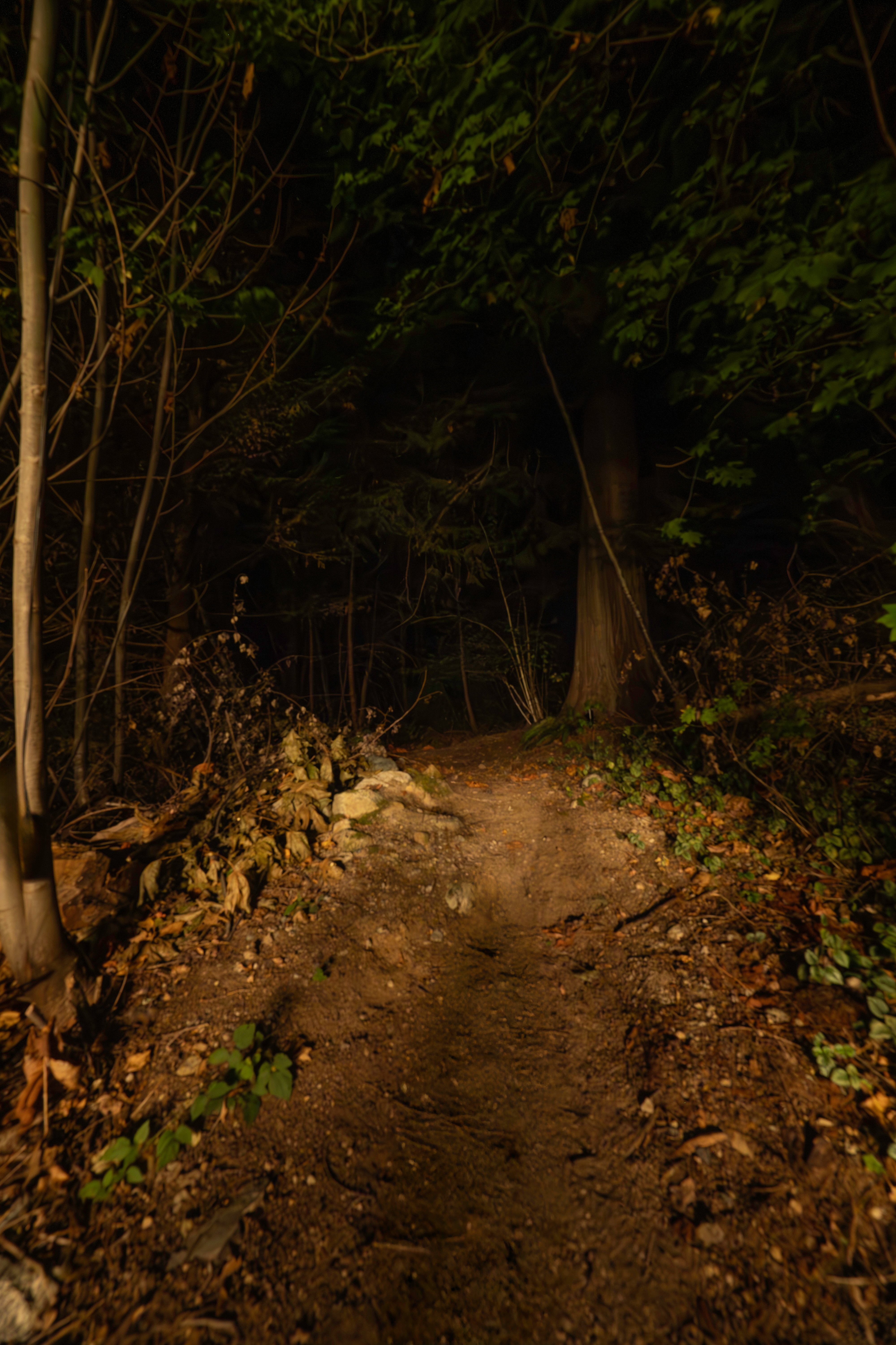 Before - Bluebird Project – Landscape Lighting with Balance and Harmony