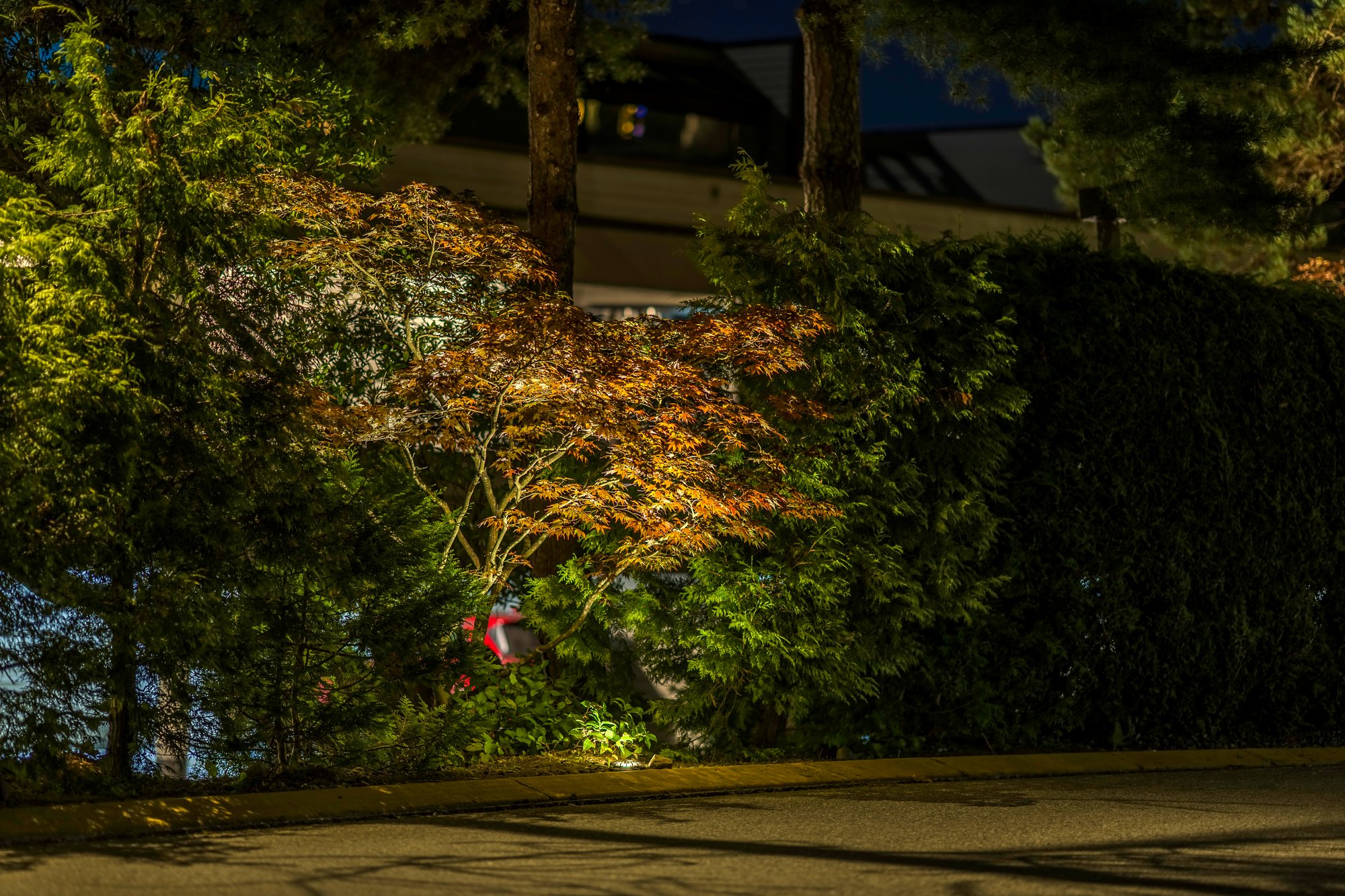 Dramatic uplighting on specimen trees