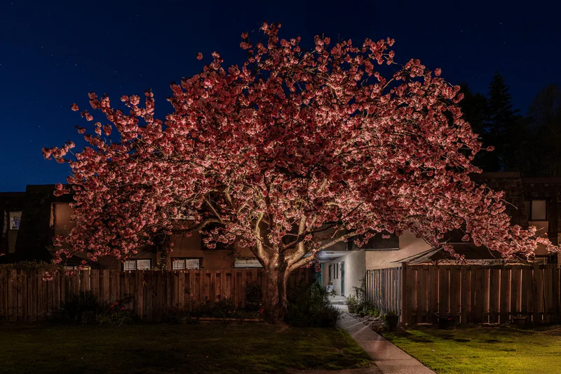 Strata Path & Tree Lighting for Safety – Lynnmour Valley, North Vancouver - Cherry