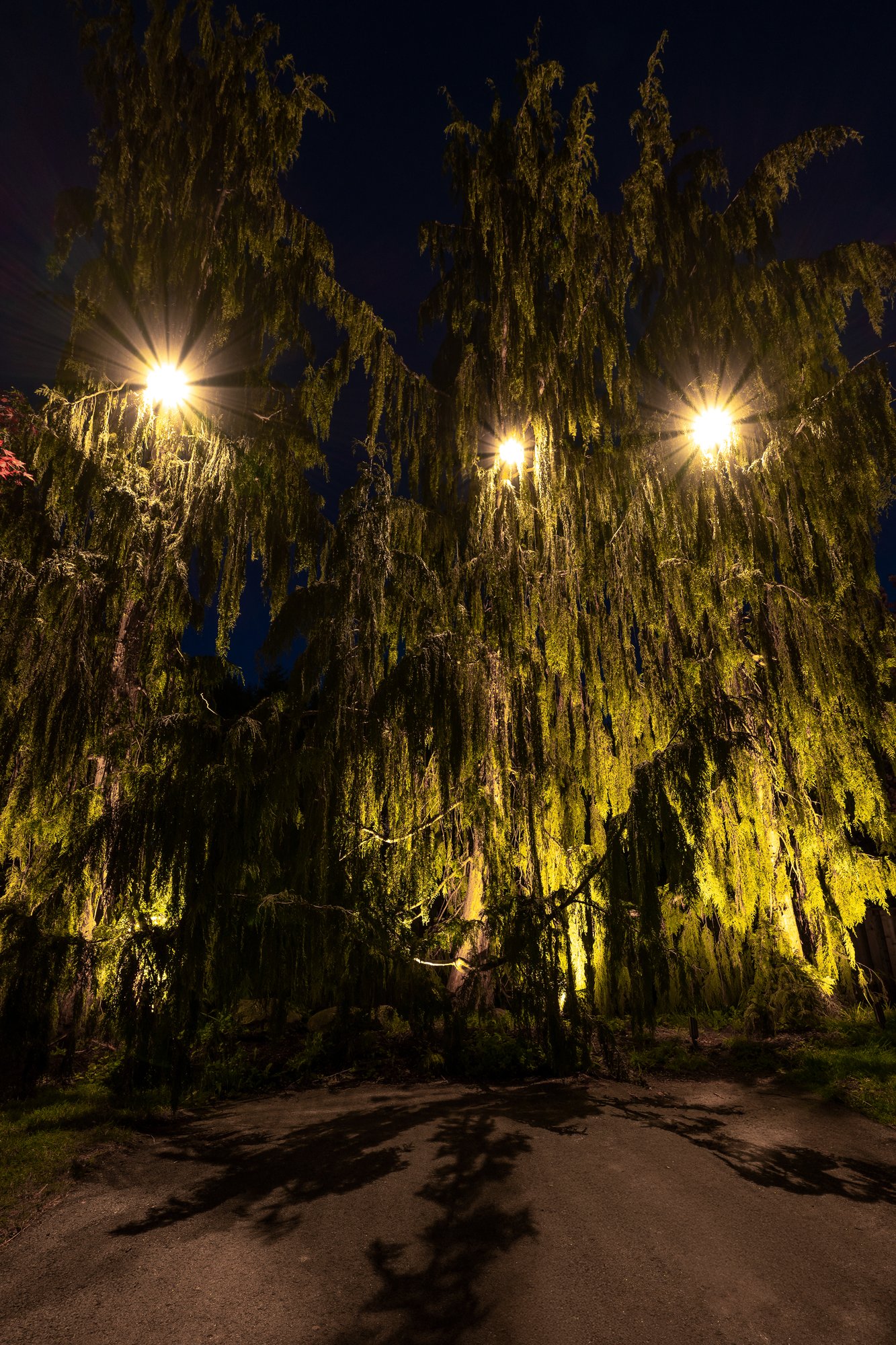 AOLP Certified Installers in Landscape Lighting Installation