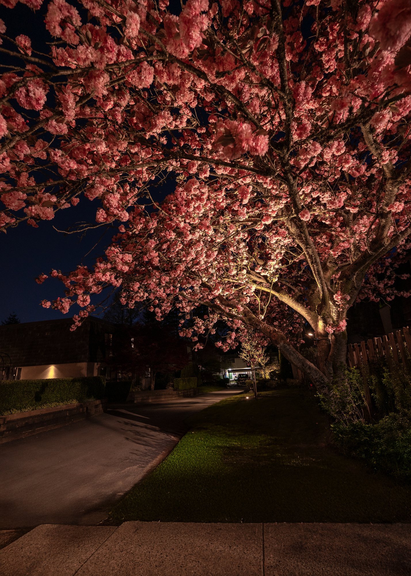 North Vancouver landscape lighting