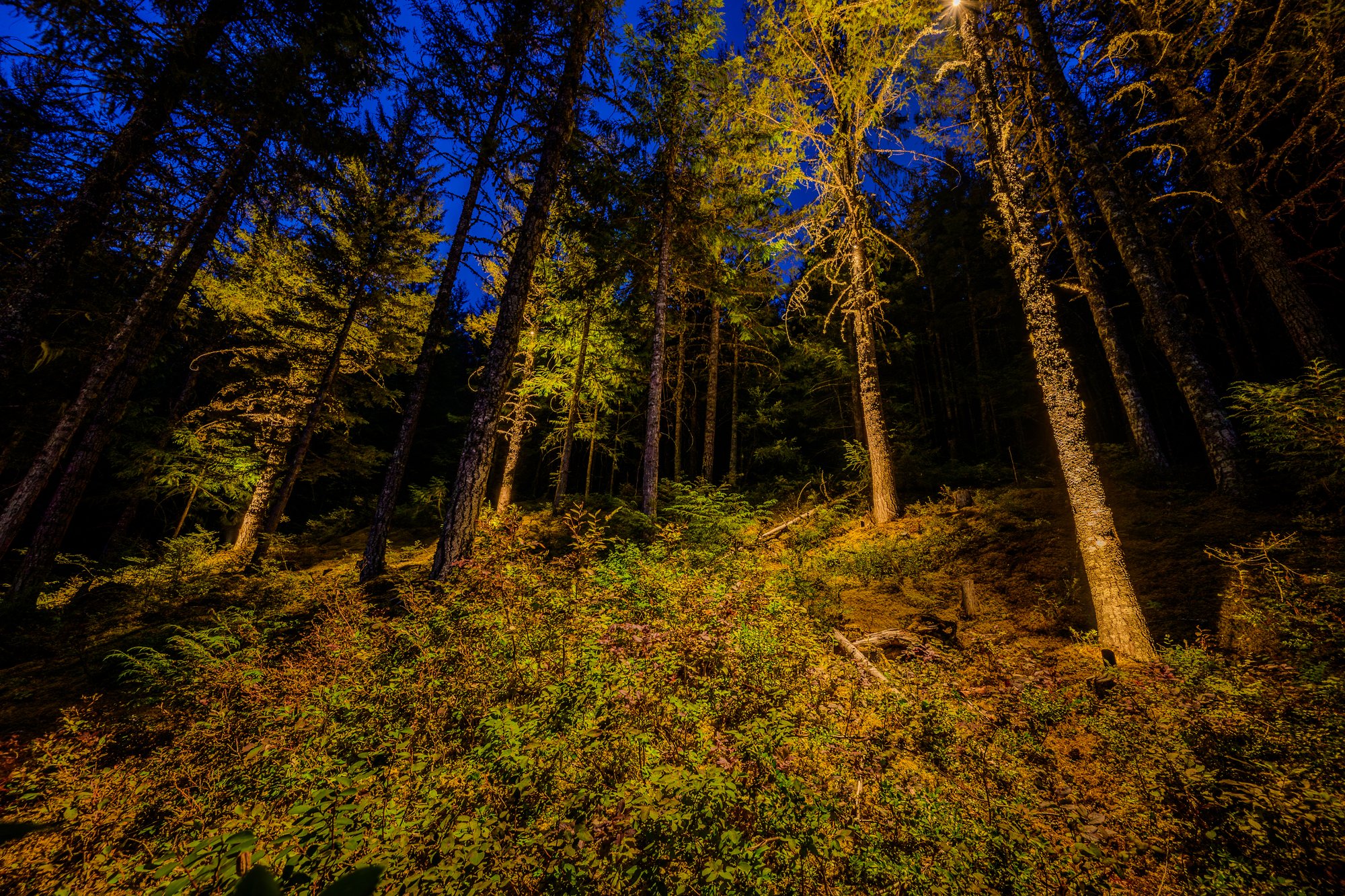 Whistler Landscape Lighting for a Mountainside Home - BLL Khyber Lane 10