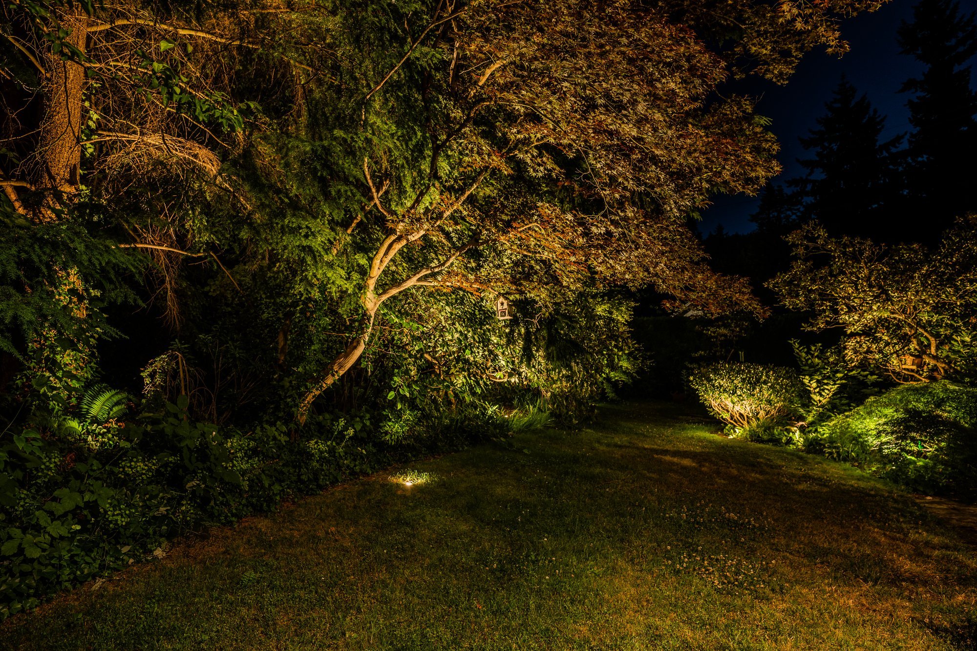 Tree Uplighting & BBQ Area Lighting – Wellington Avenue, West Vancouver - Tree and Canopy Illumination